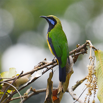 Orange-bellied Leafbird