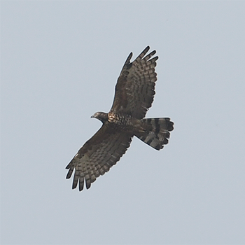 Oriental Honey-buzzard