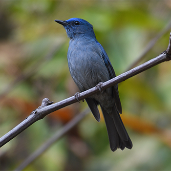 Pale Blue Flycatcher