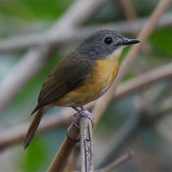 Pale-chinned Blue Flycatcher