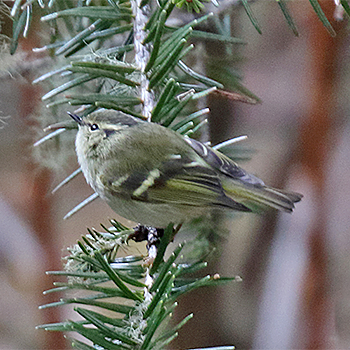 Pale-rumped Warbler