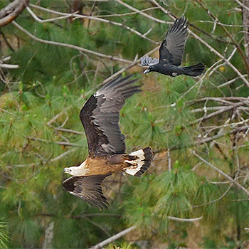 Pallas's Fish-eagle
