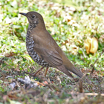 Plain-backed Thrush