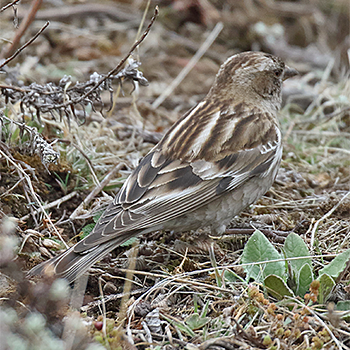 Plain Mountain Finch