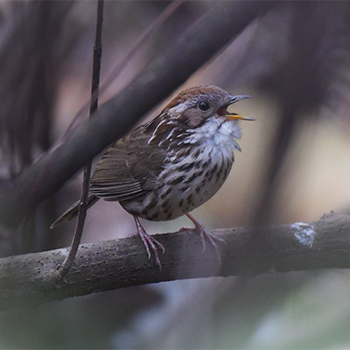 Puff-throated Babbler
