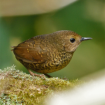 Pygmy Cupwing