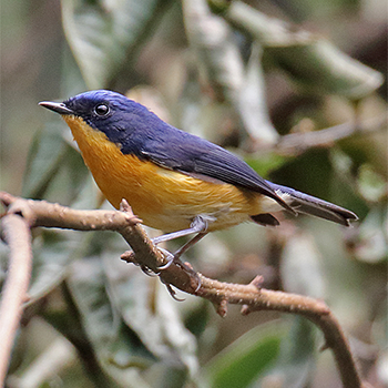 Pygmy Flycatcher