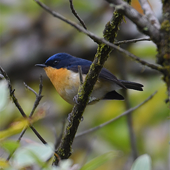 Pygmy Flycatcher