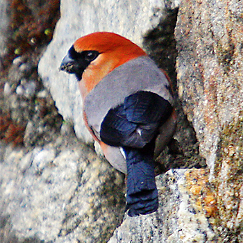 Red-headed Bullfinch