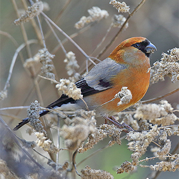 Red-headed Bullfinch