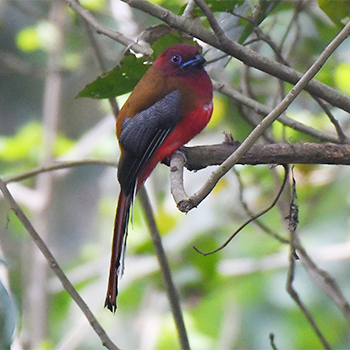 Red-headed Trogon