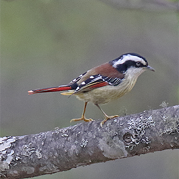 Red-tailed Minla