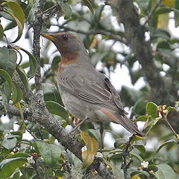 Red-throated Thrush
