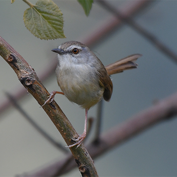 Rufescent Prinia