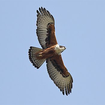 Rufous-bellied Eagle