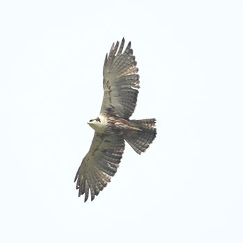 Rufous-bellied Eagle