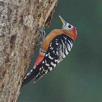 Rufous-bellied Woodpecker