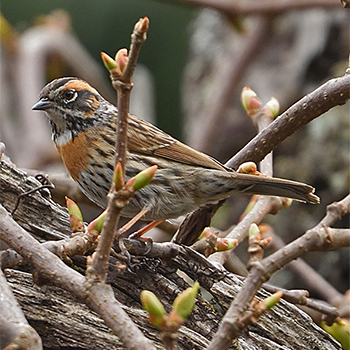 Rufous-breasted Accentor