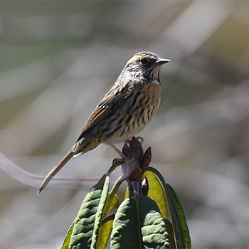 Rufous-breasted Accentor