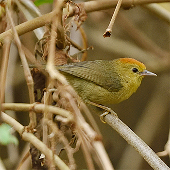 Rufous-capped Babbler