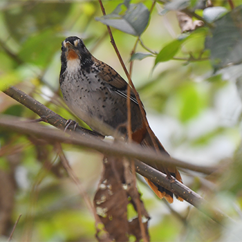 Rufous-chinned Laughingthrush