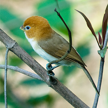 Rufous-headed Parrotbill