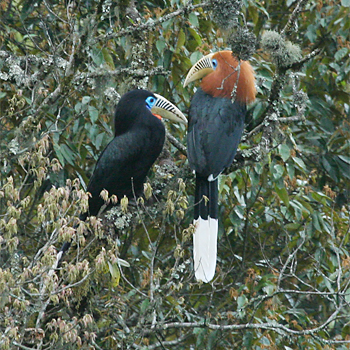 Rufous-necked Hornbills