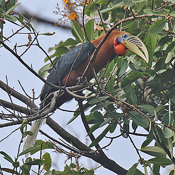 Rufous-necked Hornbill