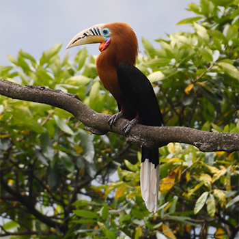 Rufous-necked Hornbill
