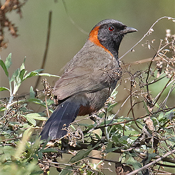Rufous-necked Laughingthrush