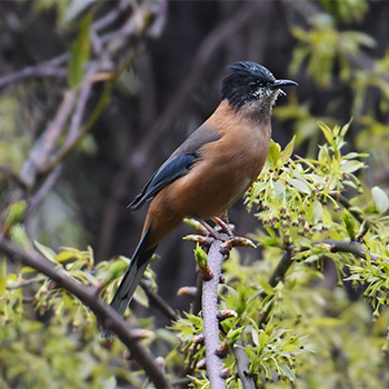 Rufous Sibia