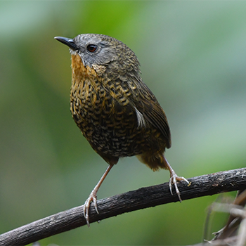 Rufous-throated Wren-babbler