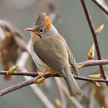 Rufous-vented Yuhina