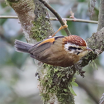 Rufous-winged Fulvetta