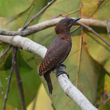 Rufous Woodpecker