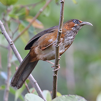 Rusty-cheeked Scimitar-babbler