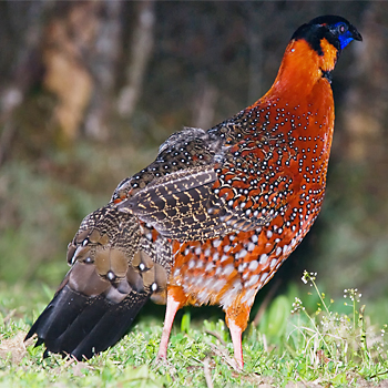 Satyr Tragopan