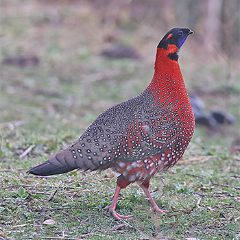 Satyr Tragopan
