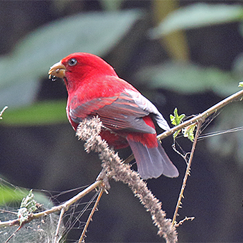 Scarlet Finch