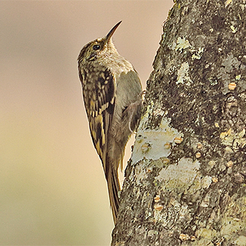 Sikkim Treecreeper