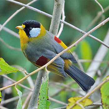 Silver-eared Mesia