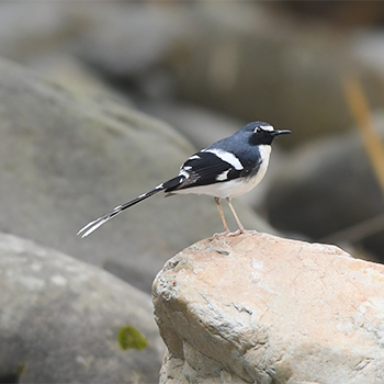 Slaty-backed Forktail