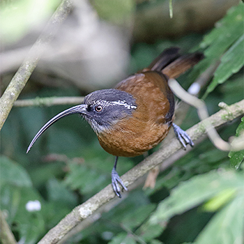 Slender-billed Scimitar-babbler
