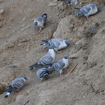 Snow Pigeons