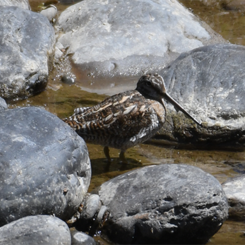 Solitary Snipe