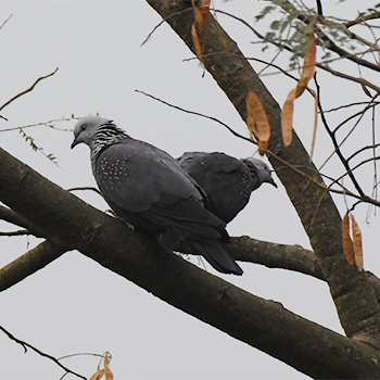 Speckled Woodpigeons