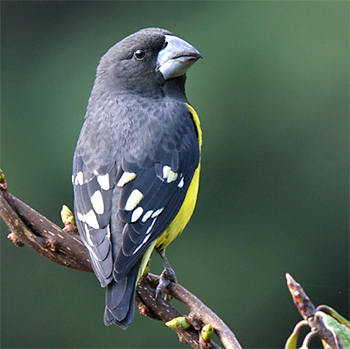 Spot-winged Grosbeak