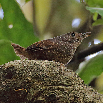 Spotted Elachura