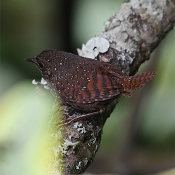 Spotted Elachura