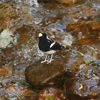 Spotted Forktail